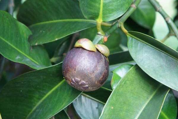 山竹圖片大全 山竹長在哪里