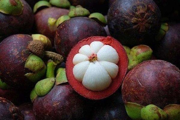 山竹圖片大全 山竹長在哪里