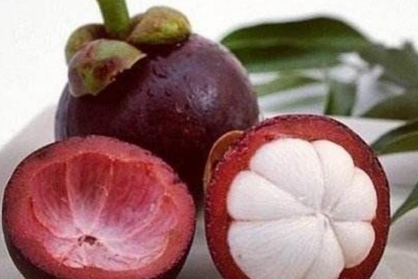 山竹圖片大全 山竹長在哪里