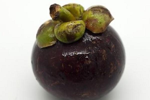 山竹圖片大全 山竹長在哪里