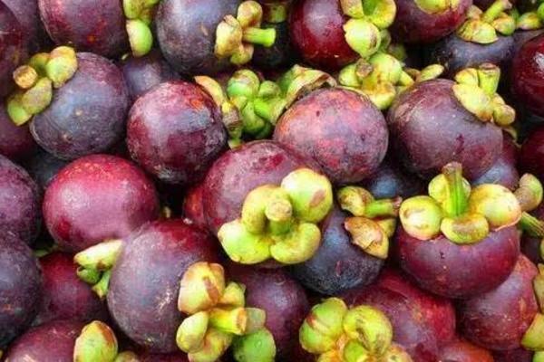 山竹圖片大全 山竹長在哪里