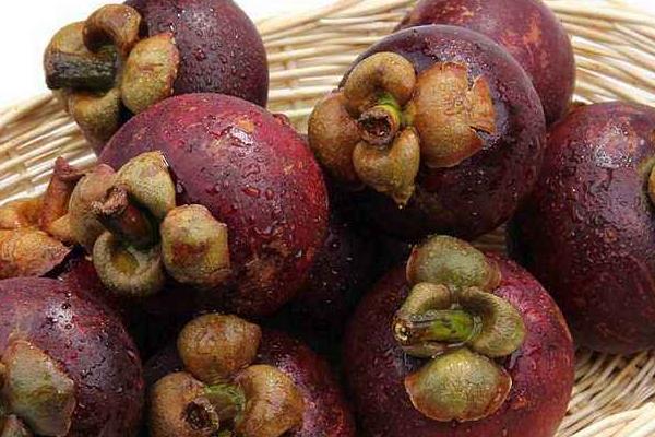 山竹圖片大全 山竹長在哪里