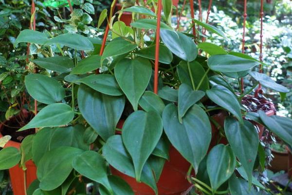 心葉藤怎么澆水（多久澆一次） 心葉藤的施肥方法