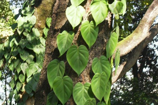 心葉藤怎么澆水（多久澆一次） 心葉藤的施肥方法