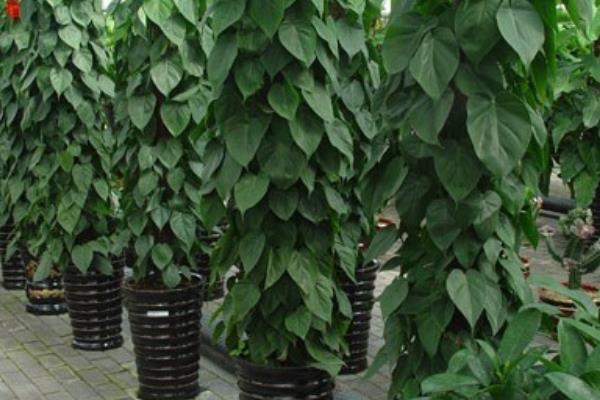 心葉藤怎么澆水（多久澆一次） 心葉藤的施肥方法