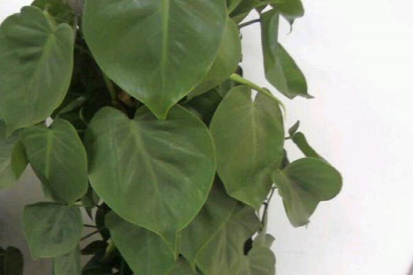 心葉藤怎么澆水（多久澆一次） 心葉藤的施肥方法