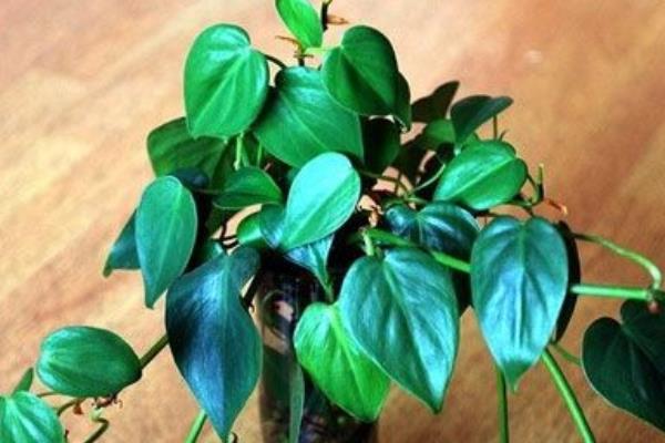 心葉藤怎么澆水（多久澆一次） 心葉藤的施肥方法