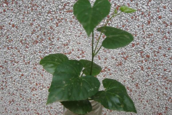 心葉藤怎么澆水（多久澆一次） 心葉藤的施肥方法