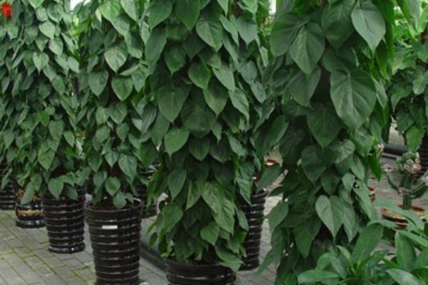 心葉藤和綠蘿的區(qū)別是什么 心葉藤和綠蘿凈化空氣哪個好