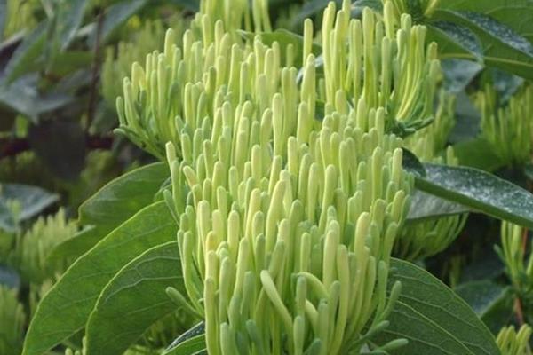 山銀花的功效與作用及禁忌 山銀花藥用價值