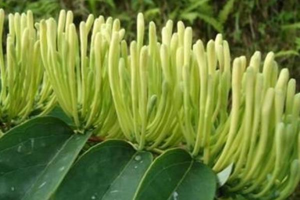 山銀花的功效與作用及禁忌 山銀花藥用價值