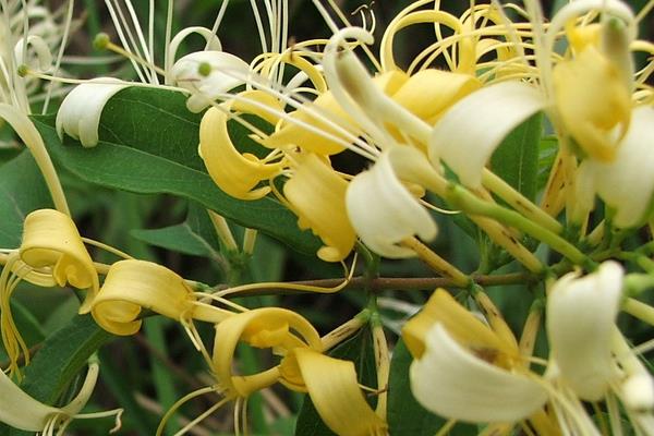 山銀花的功效與作用及禁忌 山銀花藥用價值