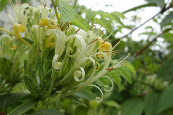 山銀花的功效與作用及禁忌 山銀花藥用價值