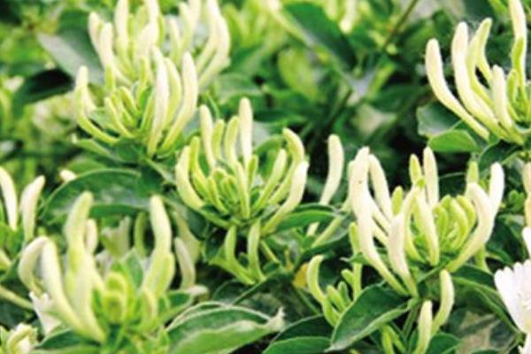 山銀花的功效與作用及禁忌 山銀花藥用價值