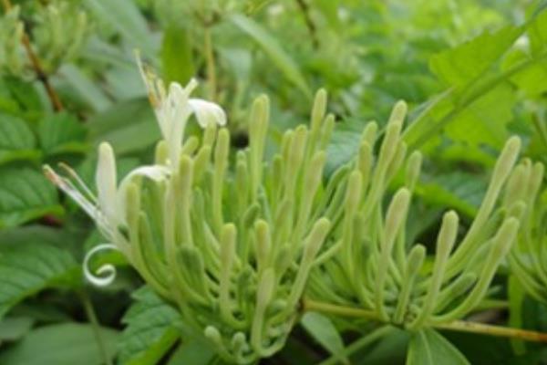 山銀花的功效與作用及禁忌 山銀花藥用價值