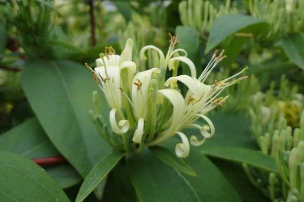 山銀花產地在哪里  山銀花的植物性征和形態