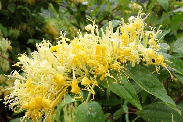 山銀花產地在哪里 山銀花的植物性征和形態