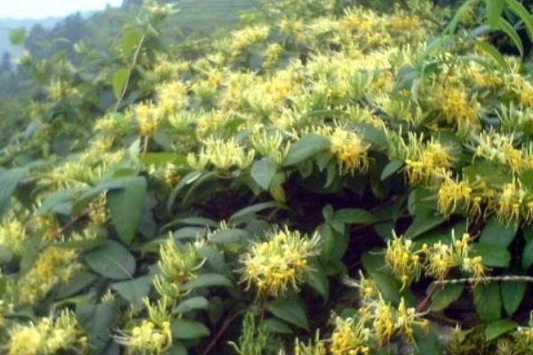 山銀花產地在哪里 山銀花的植物性征和形態