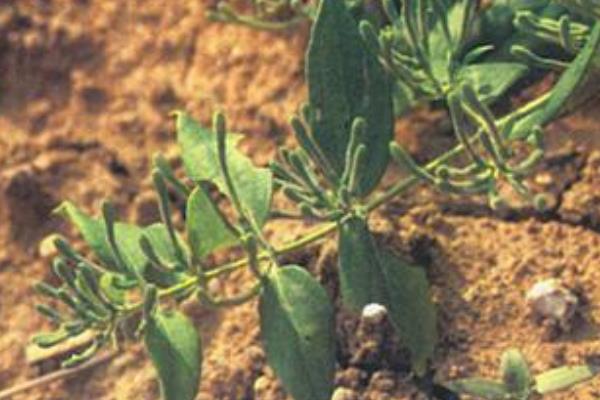 山銀花產地在哪里 山銀花的植物性征和形態