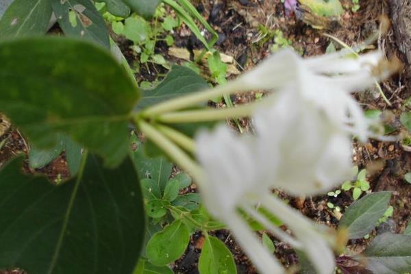 山銀花產地在哪里 山銀花的植物性征和形態
