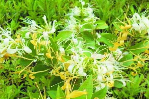 山銀花產地在哪里 山銀花的植物性征和形態