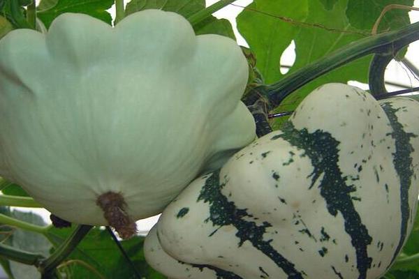 飛碟瓜功效與作用 飛碟瓜營養價值