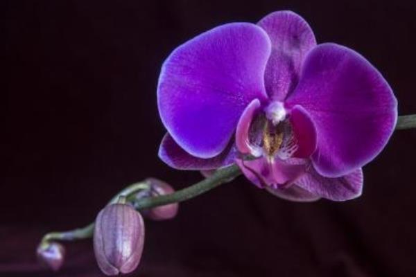 蝴蝶蘭用什么土栽培 蝴蝶蘭開花后怎么辦