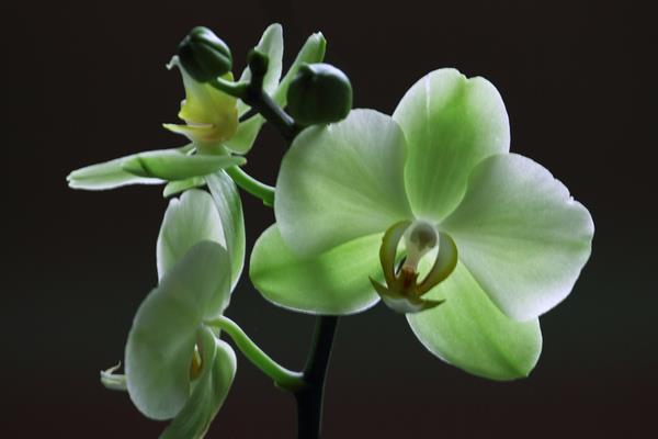 蝴蝶蘭用什么土栽培 蝴蝶蘭開花后怎么辦