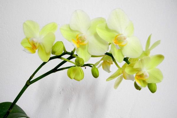 蝴蝶蘭用什么土栽培 蝴蝶蘭開花后怎么辦