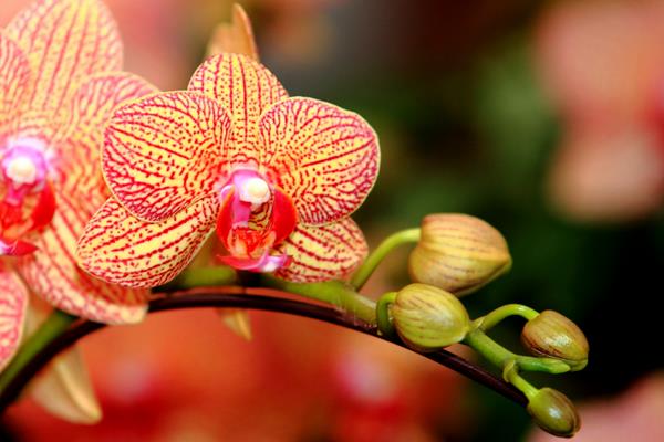 蝴蝶蘭用什么土栽培 蝴蝶蘭開花后怎么辦