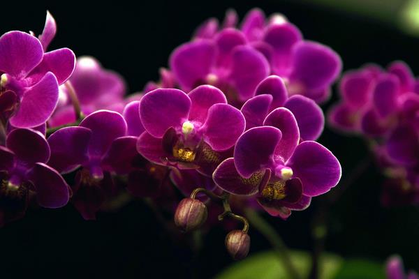 蝴蝶蘭用什么土栽培 蝴蝶蘭開花后怎么辦