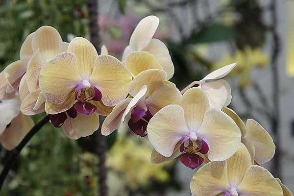 蝴蝶蘭要陽光嗎 蝴蝶蘭怕曬嗎