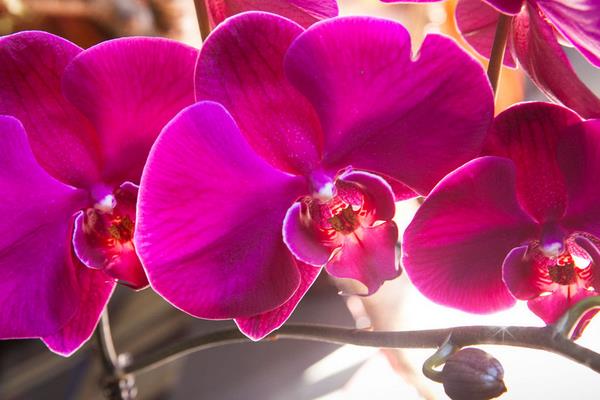 蝴蝶蘭功效與作用 蝴蝶蘭藥用價值