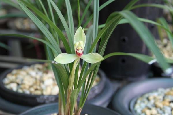 春蘭什么時(shí)候開(kāi)花 春蘭花期是幾月