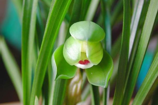 春蘭什么時候開花 春蘭花期是幾月