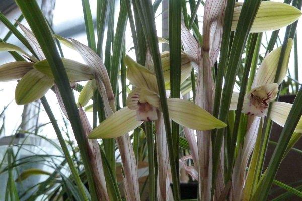 春蘭什么時候開花 春蘭花期是幾月