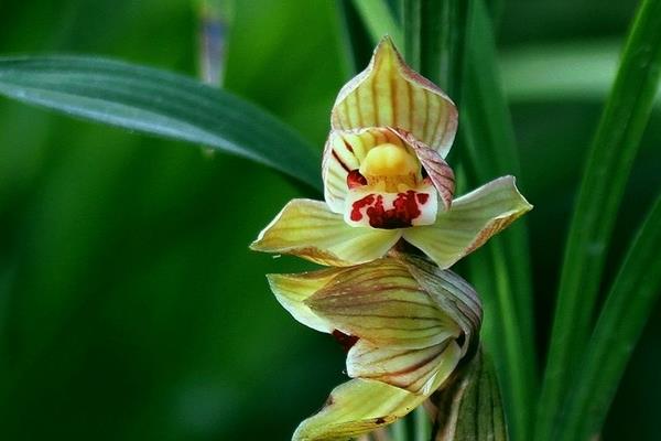 春蘭什么時候開花 春蘭花期是幾月