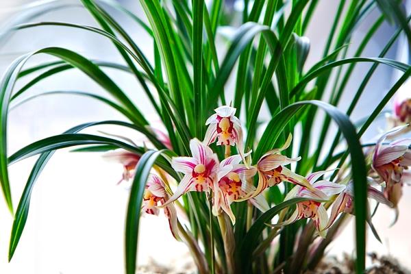 春蘭什么時候開花 春蘭花期是幾月