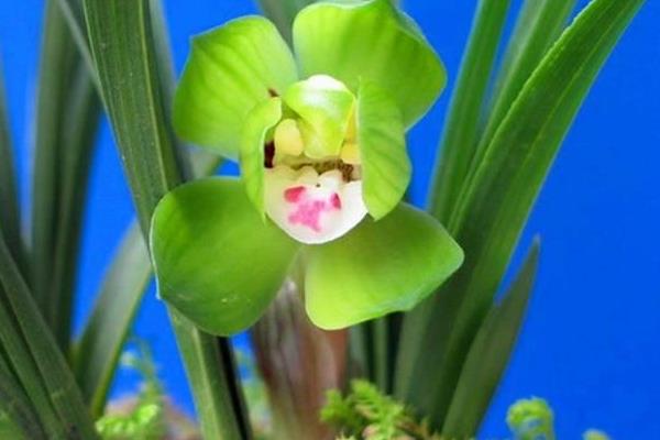 春蘭什么時候開花 春蘭花期是幾月