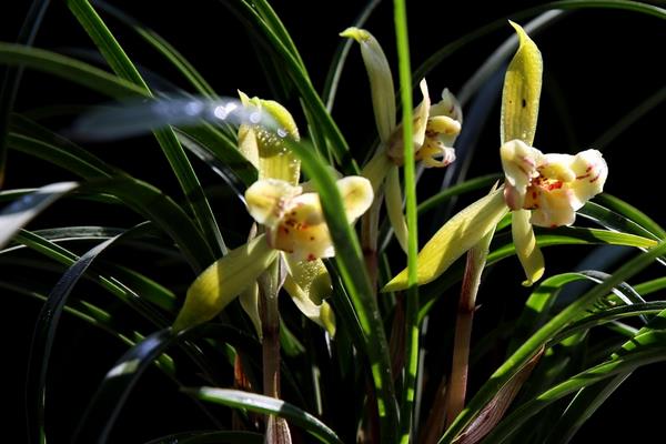 春蘭市場價格多少錢一盆  怎樣選購春蘭