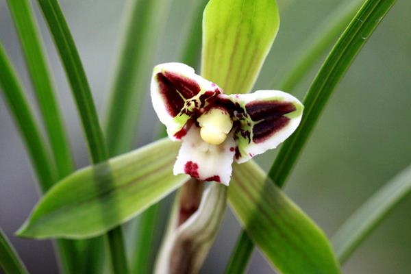 春蘭市場價格多少錢一盆 怎樣選購春蘭