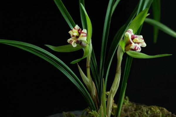 春蘭市場價格多少錢一盆 怎樣選購春蘭