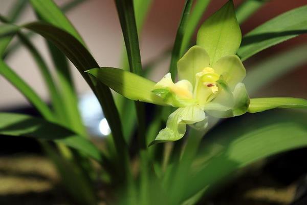 春蘭市場價格多少錢一盆 怎樣選購春蘭