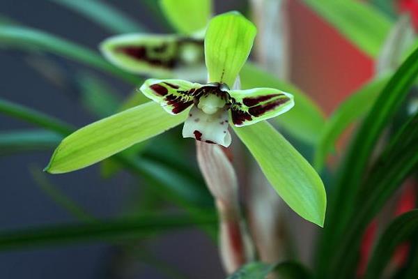 春蘭市場價格多少錢一盆 怎樣選購春蘭