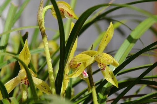 春蘭市場價格多少錢一盆 怎樣選購春蘭