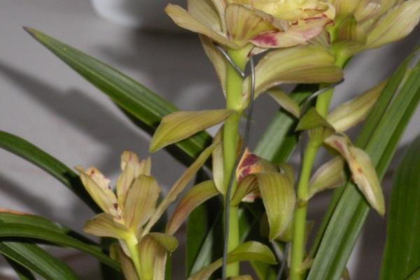 春蘭市場價格多少錢一盆 怎樣選購春蘭