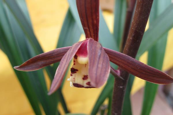 墨蘭怎么養 墨蘭養殖方法與注意事項
