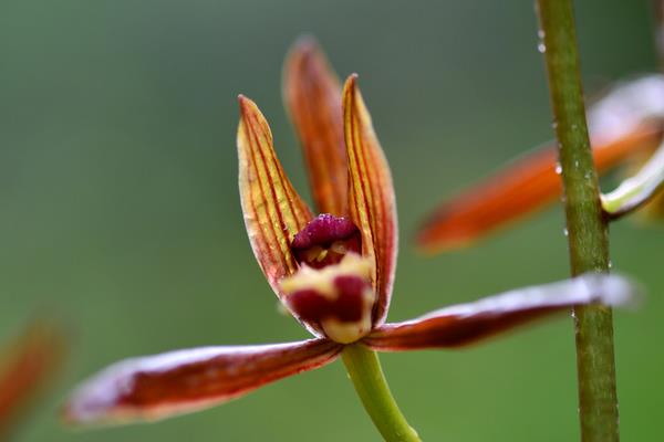 墨蘭怎么養 墨蘭養殖方法與注意事項
