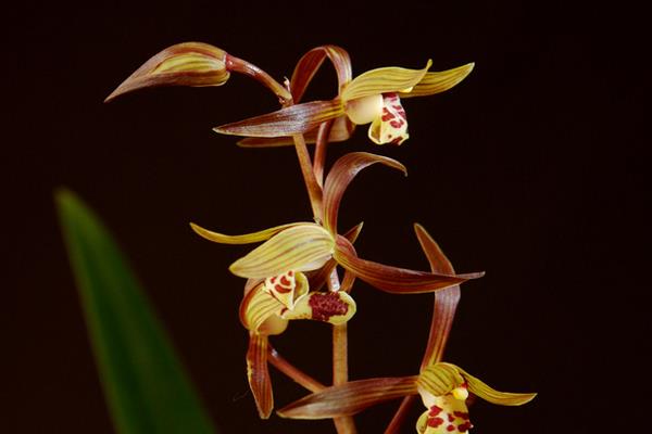 墨蘭怎么養 墨蘭養殖方法與注意事項