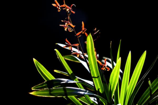 墨蘭怎么養 墨蘭養殖方法與注意事項